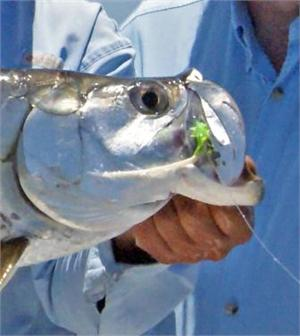 Seasucer and Tarpon
